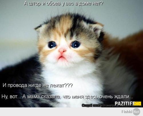 Кото-пост