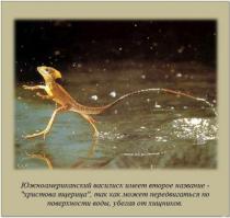 Гифки дня