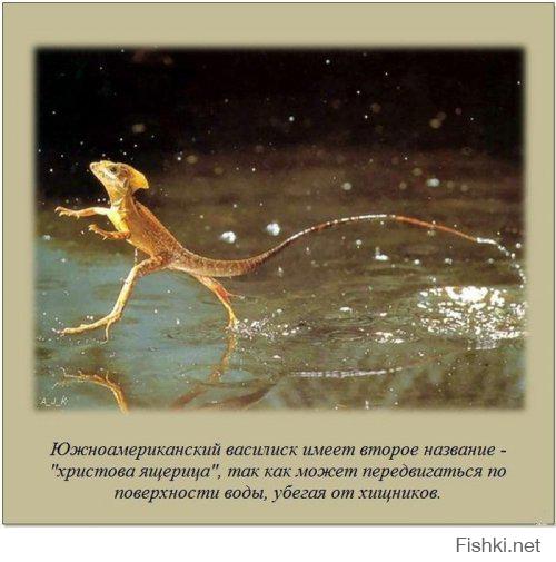 Гифки дня