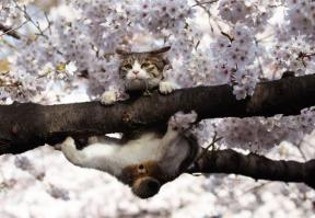 Котобояны