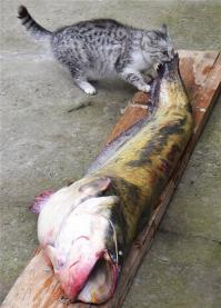Котобояны