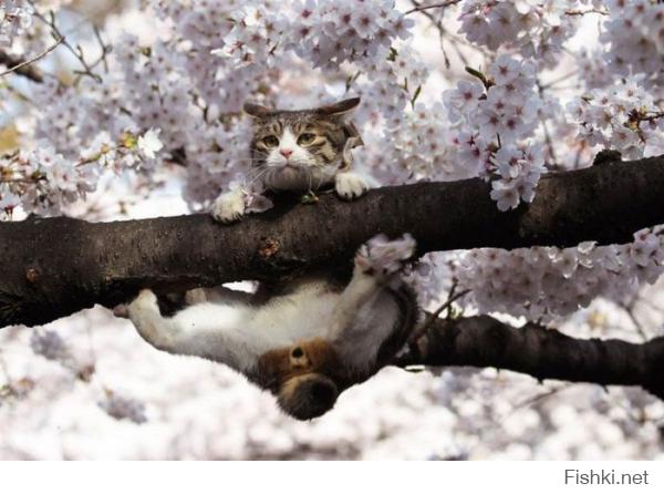 Котобояны