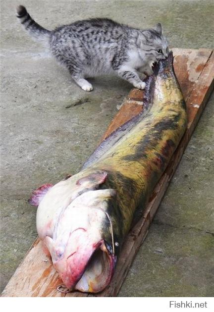 Котобояны