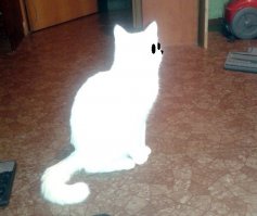Кот черно-синий и он смотрит на пылесос))