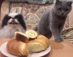 Испекла любимому рулет и тут понеслось!Собака, кот, белки в кадр не попали.