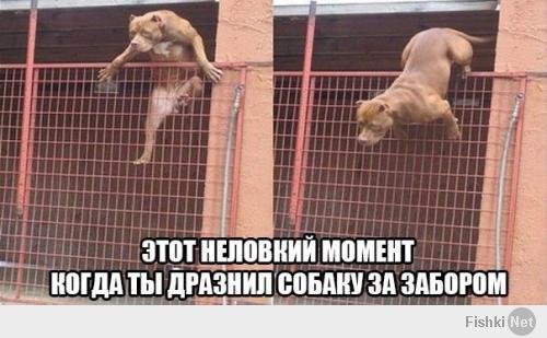 Суровый кавказский кот