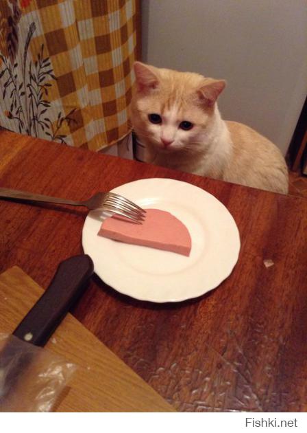 Подборка нечистых на лапу котеек