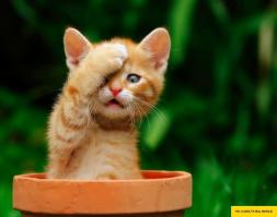 Добро пожаловать в клуб vk.com/kisa.smile