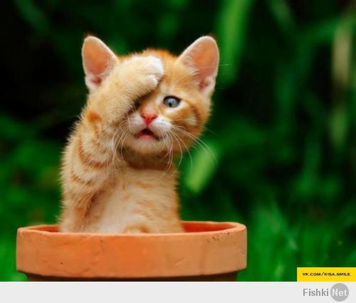 Добро пожаловать в клуб vk.com/kisa.smile