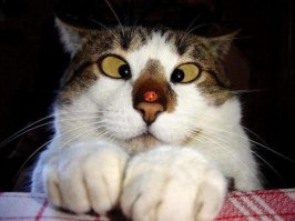 30 веселых фотографий с животными