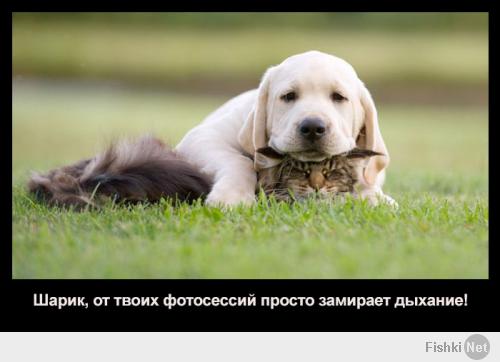 Кошки и собаки могут быть друзьями