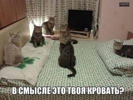 Картинки со смешными подписями