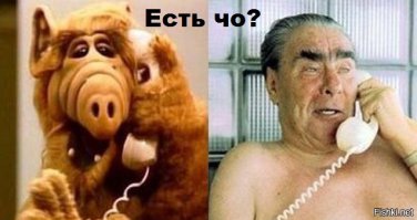 Неожиданно из-за дерева показалась чья-то морда
