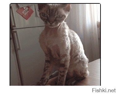 инопланетная кошка