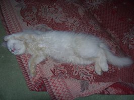 Спящие котейки