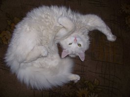Отдохнем от политики и иностранщины... КотоПост!