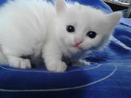 Отдохнем от политики и иностранщины... КотоПост!