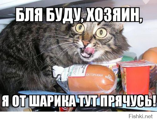 Коты, застуканные на месте преступления