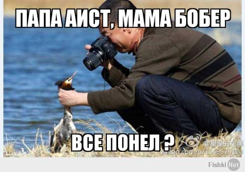 Папа норка, мама бобер