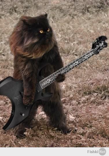 Кошка которая любит стоять!