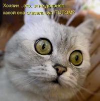 Картинки со смешными подписями