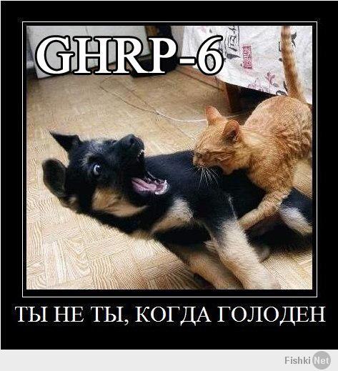 Собаки ловят крыс
