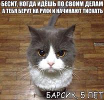 Правила кошачьего этикета