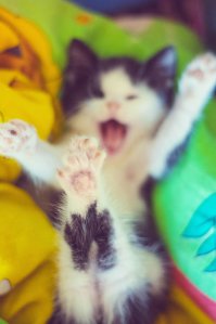 Отдохнем от политики и иностранщины... КотоПост!