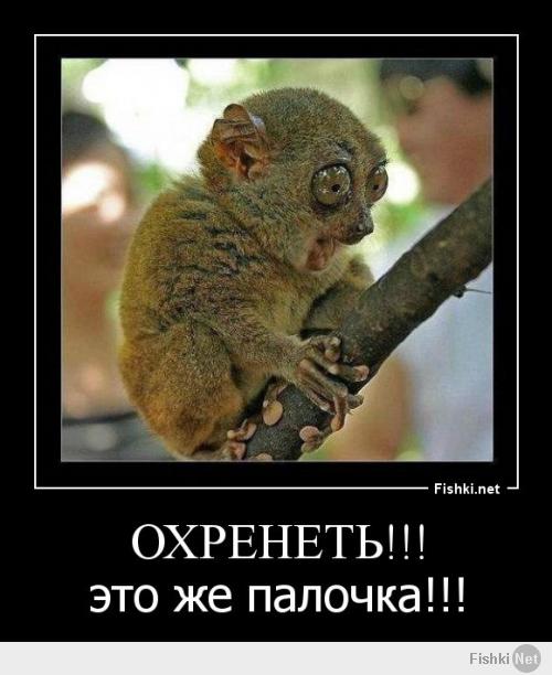 Смешной Лимур