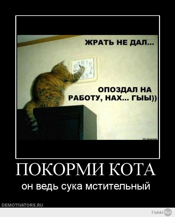 Кот очень хочет есть!
