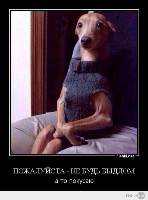 Фишкина солянка за 11.03.2014