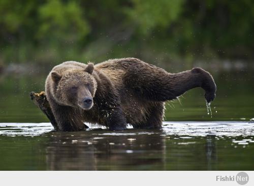 Животные, которые занимаются йогой лучше, чем вы