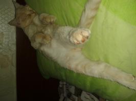 Коты, которые постигли искусство полного расслабления
