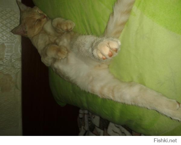 Коты, которые постигли искусство полного расслабления
