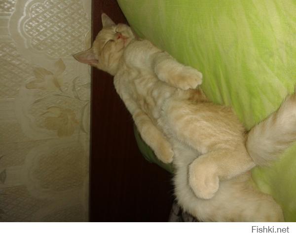 Коты, которые постигли искусство полного расслабления