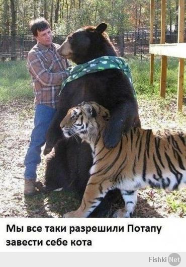 Медведи на все случаи жизни