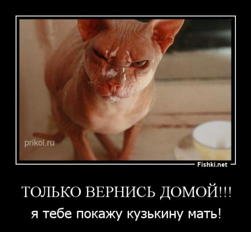 Злопамятный кот