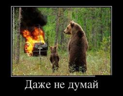 Медведи на все случаи жизни