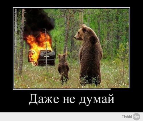 Медведи на все случаи жизни