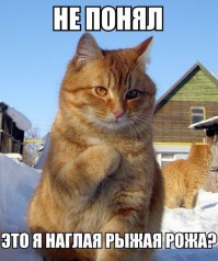 Вот она, наглая рыжая морда