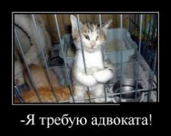 Котейки которые сидят