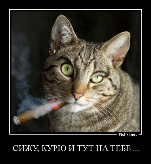 Кот вообще не ожидал