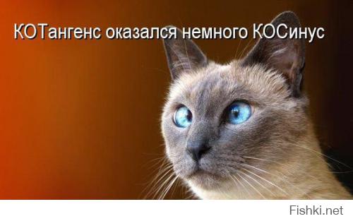 Кот покачал головой во время съемки