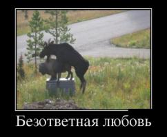 Животные тоже хотят отдыхать