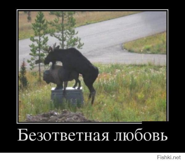 Животные тоже хотят отдыхать