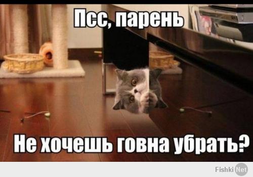 Кошачьи демотиваторы