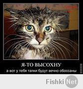 Котэ против стеклянной двери!