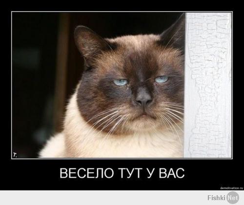 Кошка которая любит стоять!