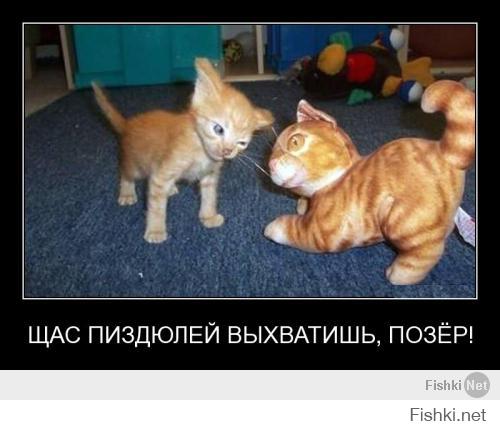 Злопамятный кот