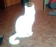 Явление Кота народу)))